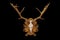 Beautiful fallow deer trophy over black background