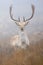 Beautiful fallow stag