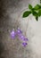 Beautiful false African plant with many violet flowers hanging against a grey rustic wall.