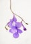 Beautiful false African violet flower hanging isolated collection on white background.
