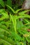 Beautiful False staghorn fern plant\'s leaves