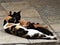 Beautiful family of cats in cuba