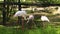 Beautiful family of flamingo birds drink water at city zoo in summer