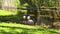 Beautiful family of flamingo birds drink water at city zoo in summer