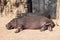 Beautiful family of hippopotamus or hippos