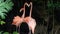 Beautiful family of pink flamingos resting in the refreshing waters of a lake under the shade of the trees in spring, creating a