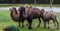 Beautiful family portrait of bactrian camels in diverse colors, Domesticated animals from Asia