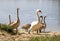 A beautiful family of swans swims on the lake. Mama swan and gray swans children in the lake outside the city in Ukraine. A symbol