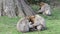 Beautiful Family of Young Monkeys Groom and Play - Barbary Macaques