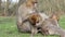 Beautiful Family of Young Monkeys Groom and Play - Barbary Macaques