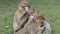 Beautiful Family of Young Monkeys Groom and Play - Barbary Macaques