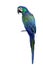 Beautiful fancy green and blue macaw parrot bird isolated on white background, lovely pet