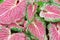 Beautiful Fancy Leaved Caladium bicolor plants.