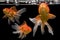 Beautiful fantail 3 goldfish movement, Capture swimming golden fish