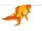 Beautiful fantail goldfish