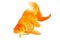 Beautiful fantail goldfish