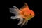 Beautiful fantail goldfish movement, Capture swimming golden fish