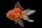 Beautiful fantail goldfish movement, Capture swimming golden fish