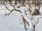 An beautiful fantastic old gray and brown branchy tilted tree with white snow is in winter