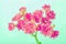 Beautiful fantastic pink flowers on green background, greeting c