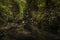 Beautiful fantasy image of fireflies over stream in rocky canyon