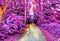 Beautiful fantasy infrared view into a relaxing purple forest