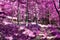 Beautiful fantasy infrared views into a mystery purple forest