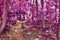 Beautiful fantasy infrared views into a mystery purple forest