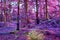 Beautiful fantasy infrared views into a mystery purple forest