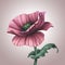 Beautiful fantasy pink poppy flower