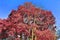 Beautiful fantasy view on purple and pink infrared tree shots at a forest