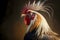 Beautiful farm bird studio shot rooster portrait on dark background