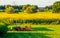 Beautiful farmlands of rhenen city with a tractor, Rural scenery in the netherlands