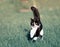 Beautiful fast cat fun running on green summer meadow jumping hi