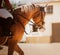 A beautiful fast horse with a rider in the saddle gallops around the arena at equestrian competitions. Equestrian sports. Horse