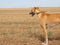 Beautiful fast spanish greyhound dog energy hunting race