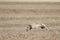Beautiful fast spanish greyhound dog energy hunting race