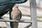 Beautiful Fat Perched Laughing Dove Spilopelia Senegalensis