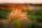 Beautiful of Feather Pennisetum or Mission Grass close up mode with back light of sunrise in the morning ,abstract background