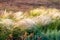 Beautiful of Feather Pennisetum or Mission Grass close up mode with back light of sunrise in the morning, abstract background