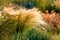 Beautiful of Feather Pennisetum or Mission Grass close up mode with back light of sunrise in the morning, abstract background