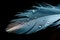 Beautiful feather with water drops isolated on a black background