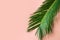 Beautiful feathery green palm leaf dangling on pink wall background. Summer tropical creative concept