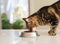 Beautiful feline cat eating on a metal bowl