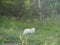 Beautiful feline lying in the field, mollerussa, lerida, spain, europe