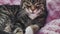Beautiful female adult tabby cat washing herself, lovely adorable pet portrait, domestic life