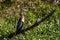 Beautiful female Anhinga snake neck bird at sunny day