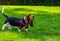Beautiful female basset hound wearing a pink harness on a green grass background