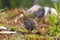 Beautiful female capercaillie