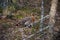 Beautiful female capercaillie on mountain clearing  Tetrao urogallus